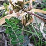 Astragalus spruneri Yaprak