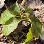 Pyrola elliptica Foglia