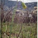 Fritillaria frankiorum Çiçek