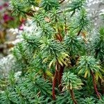 Euphorbia dendroides Leaf