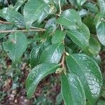 Camellia grijsii Leaf