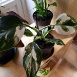 Monstera lechleriana Ліст