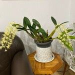 Dendrobium speciosum List