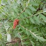 Rhus coriariaLeaf