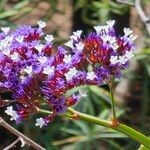 Limonium arboreum Kwiat