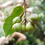 Coelocaryon preussii Fruto