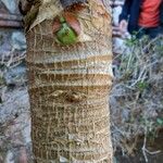 Colocasia esculenta Kaarna