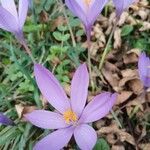 Crocus nudiflorusKukka