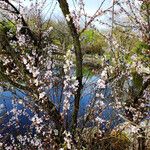 Prunus tomentosa 形态