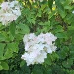 Hydrangea paniculataKwiat