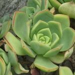 Aeonium valverdense Arall