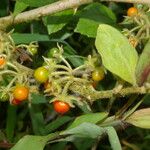 Solanum jamaicense Frutto