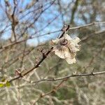 Paliurus spina-christi Frucht