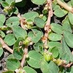 Euphorbia prostrata Feuille