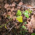 Smilax rotundifolia ᱥᱟᱠᱟᱢ