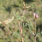 Hedysarum spinosissimum Sonstige