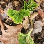 Alcea biennis Leaf