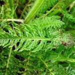 Pedicularis comosa Hoja