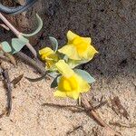 Linaria thymifolia Flor