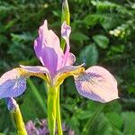 Iris sibirica 花