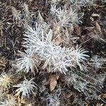 Helichrysum italicum Blad