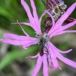 Silene flos-cuculiBlomma