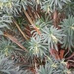 Euphorbia characias Συνήθη χαρακτηριστικά