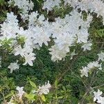 Rhododendron arborescens Blomma