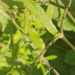 Elephantopus elatus Hoja