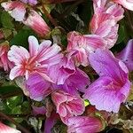 Lewisia cotyledon Flor