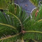 Cycas revoluta Hoja