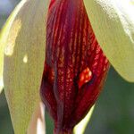 Darlingtonia californica Blomst