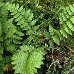 Dryopteris cristata Habit