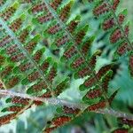 Dryopteris filix-mas (Autre)