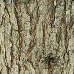 Quercus oglethorpensis Corteza