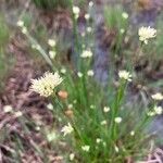 Rhynchospora alba Flower