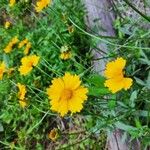 Coreopsis lanceolataFlower