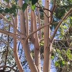 Handroanthus heptaphyllus പുറംതൊലി