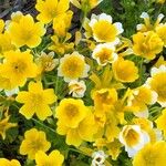 Limnanthes douglasii Fiore