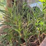 Aloiampelos striatula برگ