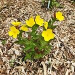 Oenothera tetragona 花