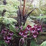 Miltoniopsis phalaenopsisFloare