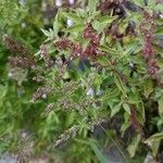 Polypogon viridis Blomma