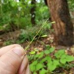 Hylodesmum glutinosum Frucht