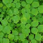 Thalictrum dioicum Folio