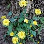 Doronicum pardalianches ফুল