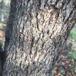 Combretum apiculatum Bark