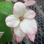 Mussaenda philippica Blomst