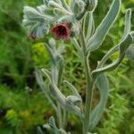 Pardoglossum cheirifolium Kwiat
