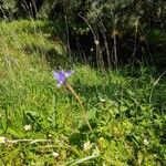 Moraea sisyrinchiumLorea